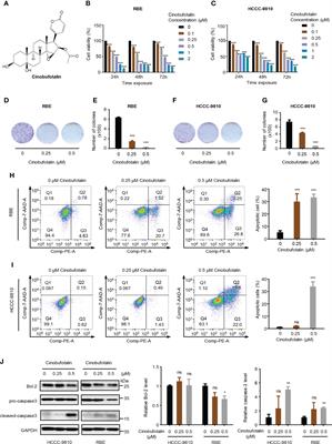 Phosphoproteomics reveals that cinobufotalin promotes intrahepatic cholangiocarcinoma cell apoptosis by activating the ATM/CHK2/p53 signaling pathway